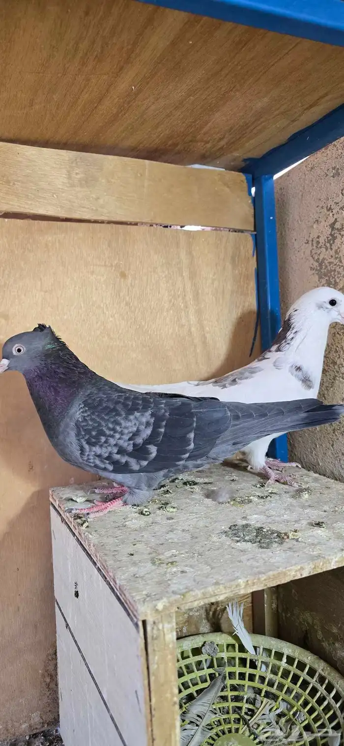 حمام لوت للبيع الرياض 3