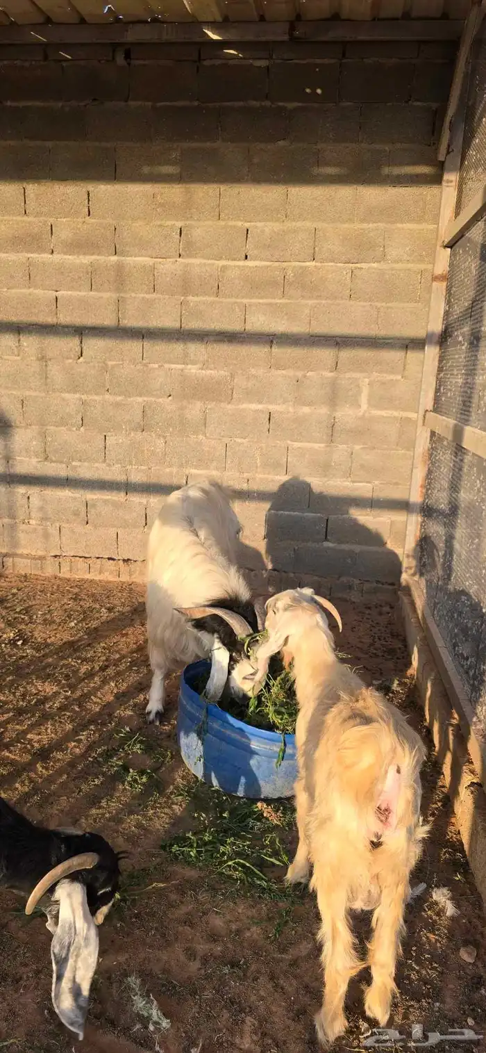 فحل أبيض تيس ماشاءالله صحه شرط و حار وانتاجه طيب وجرمه طيب 3