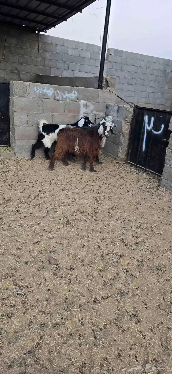 تيوس للبيع 3