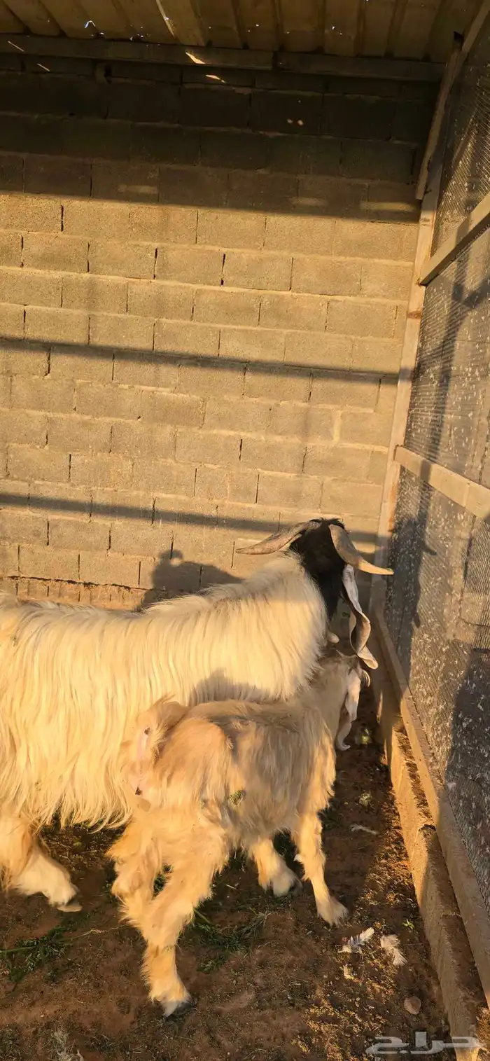 فحل أبيض تيس ماشاءالله صحه شرط و حار وانتاجه طيب وجرمه طيب 4