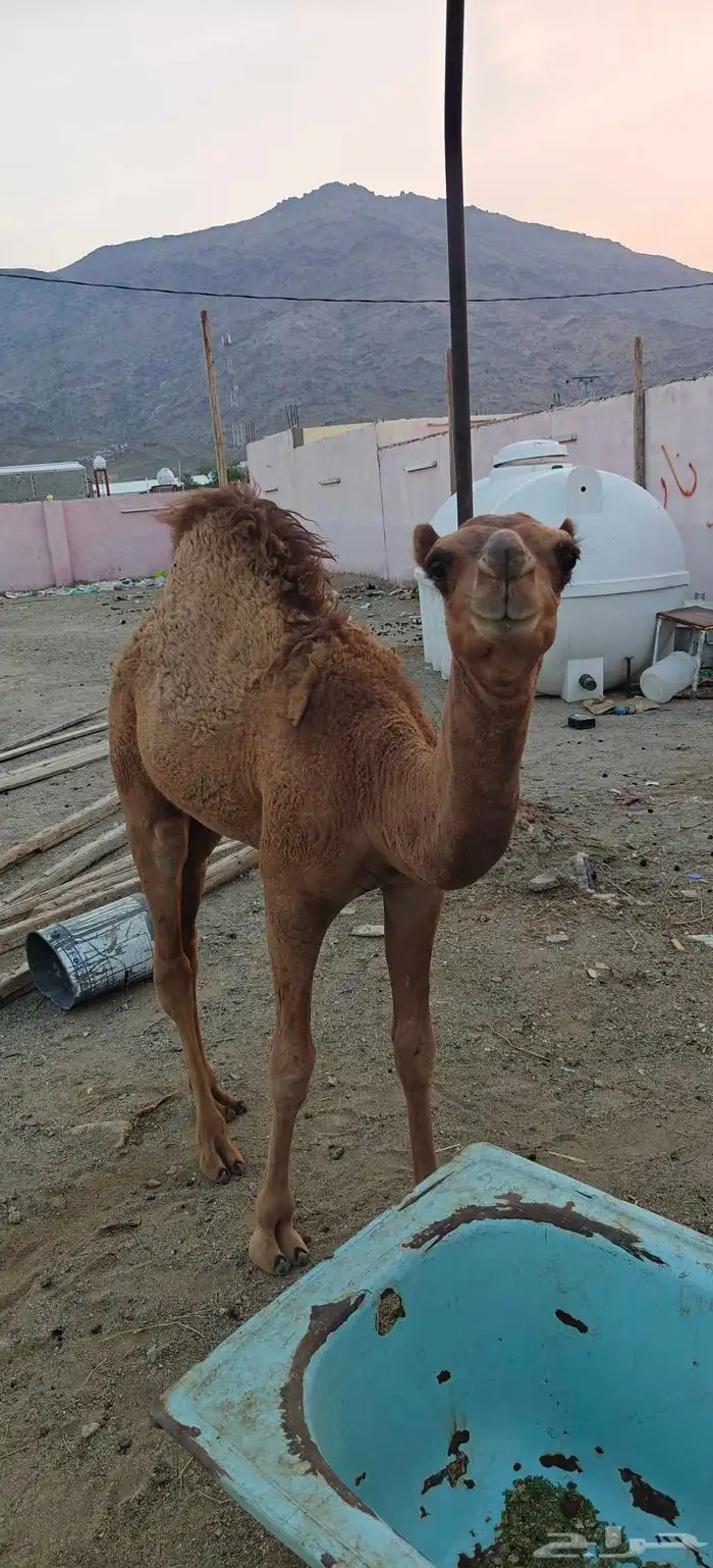 ناقة خلفه حليبها سكر وغزير ومعاها قعود صغير 8