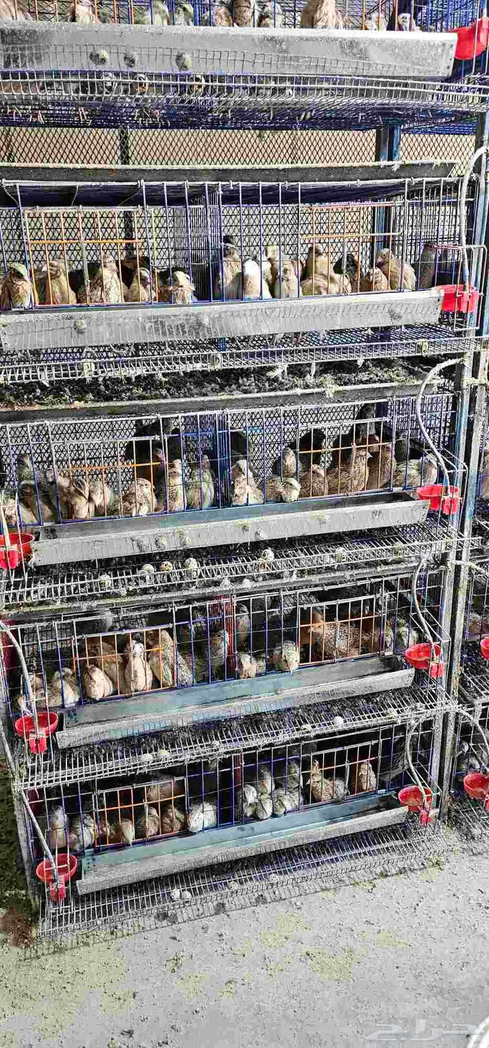 بيض سمان كريمي سوبر جامبو تخصيب عالي على الشرط 1