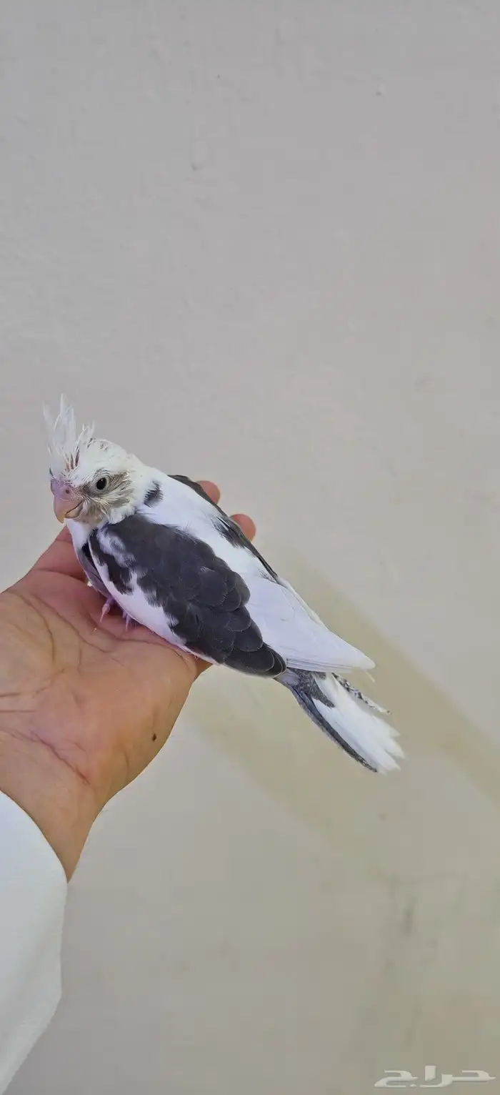 فرخ كروان هولندي 2