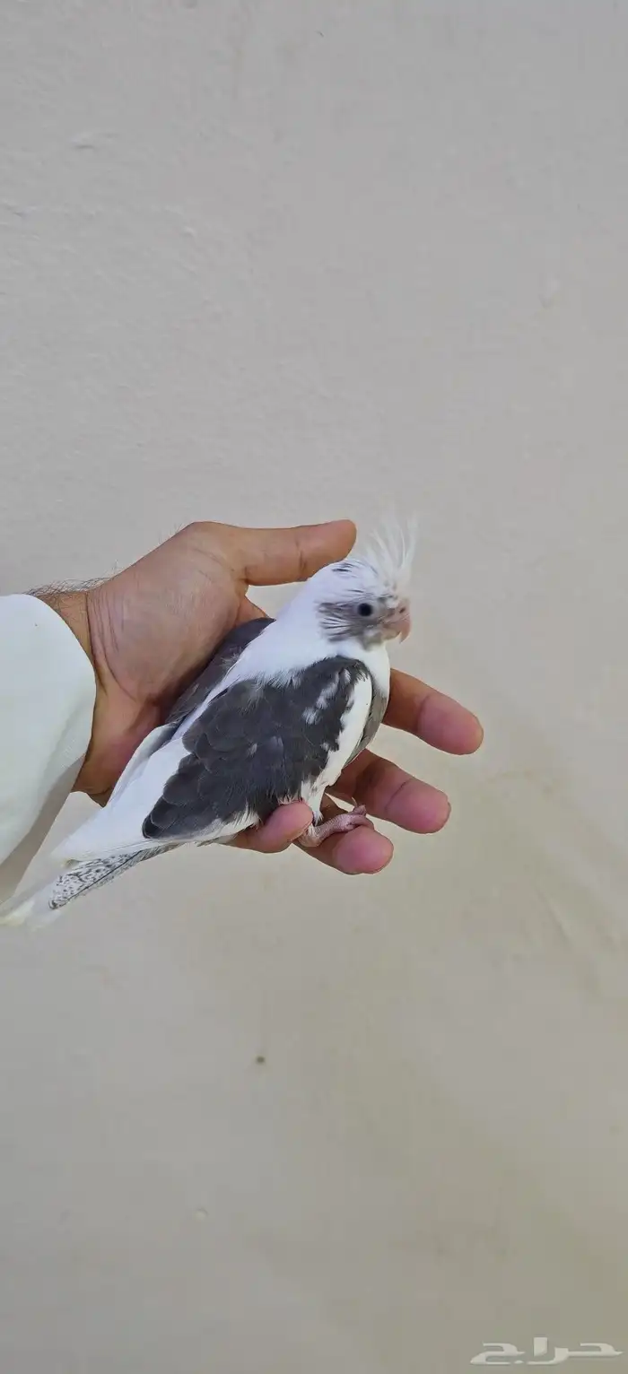 فرخ كروان هولندي 0