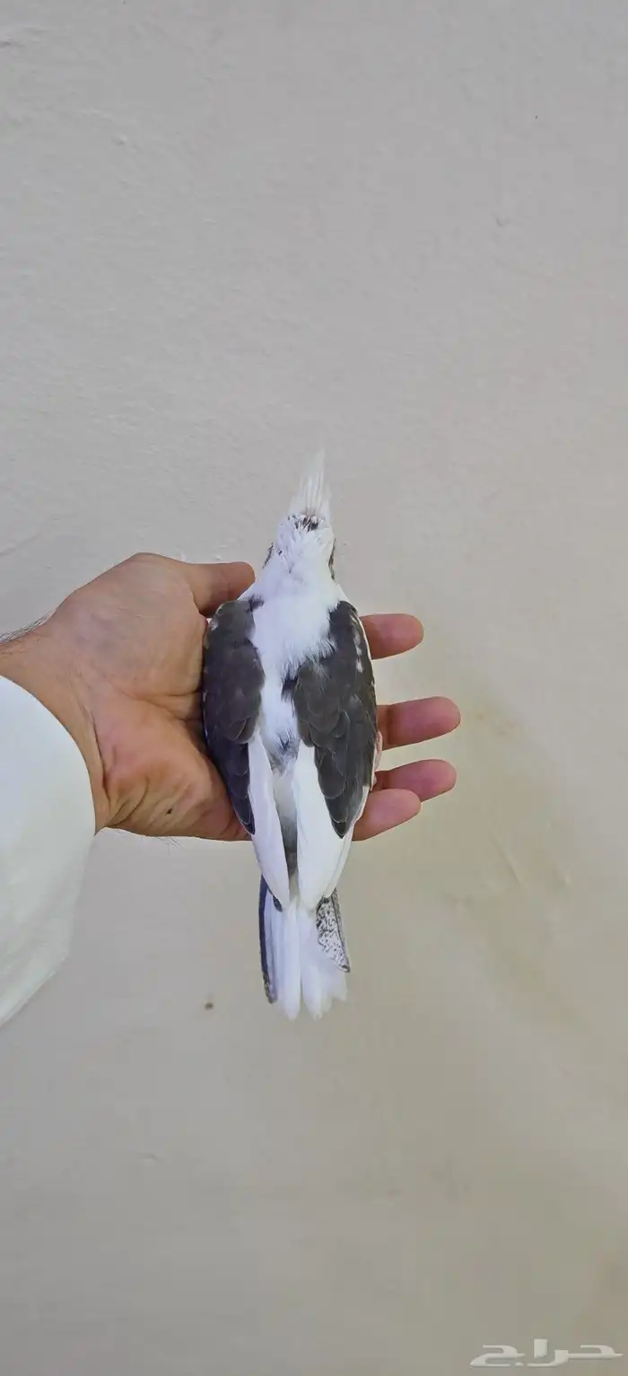 فرخ كروان هولندي 1