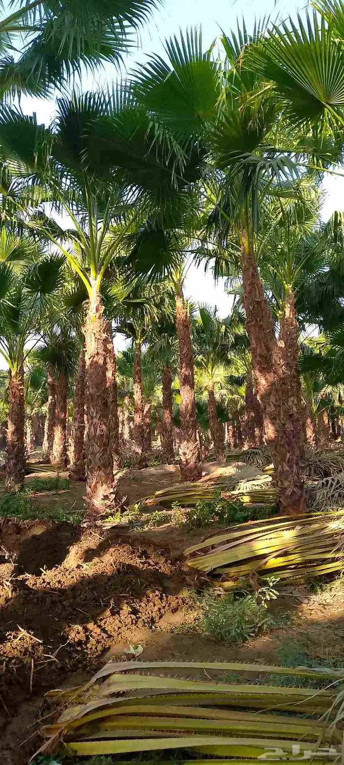 نخل واشنطني للبيع 5