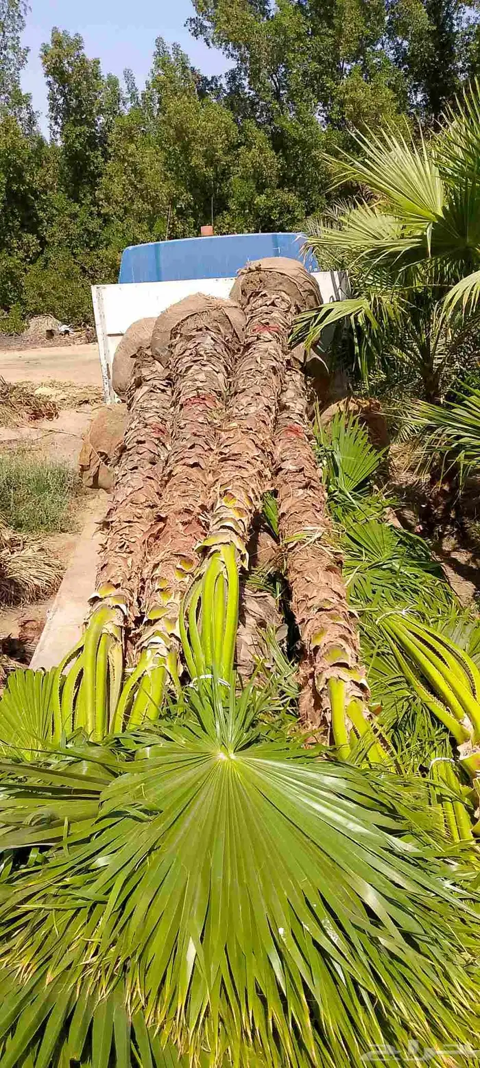 نخل واشنطني للبيع 4