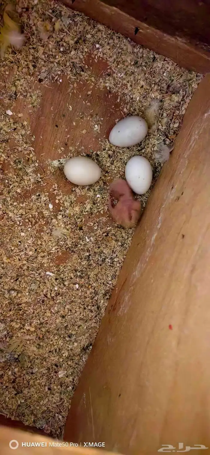 فروخ روز غر 2