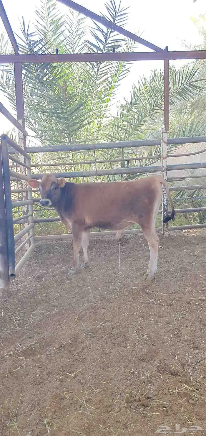 ثور جيرسي انجليزي بيور بقر 11