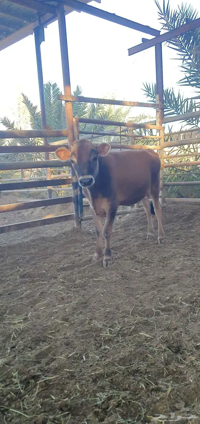 ثور جيرسي انجليزي بيور بقر 12