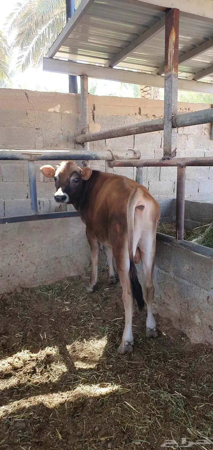 ثور جيرسي انجليزي بيور بقر 5