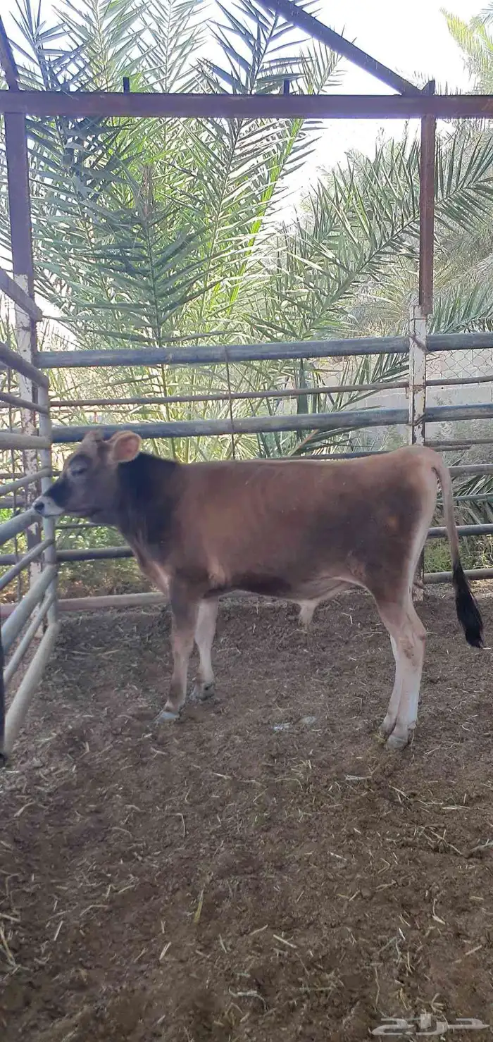 ثور جيرسي انجليزي بيور بقر 7