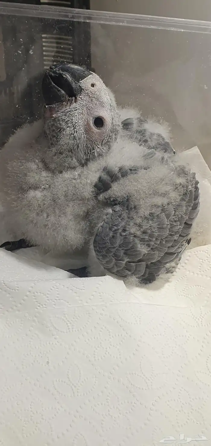 فروخ كاسكو ماشالله تبارك اهلهم كنقو فواتح المدينة المنورة 0