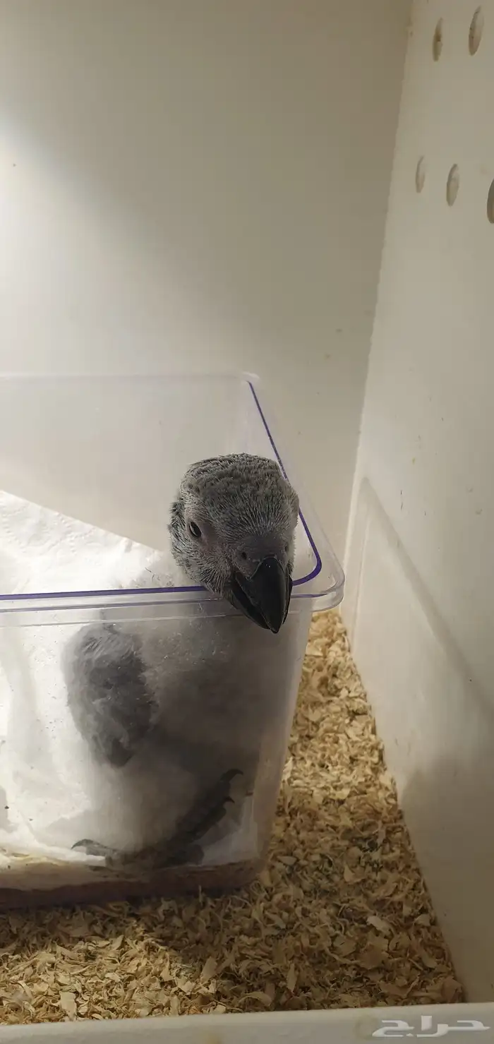 فروخ كاسكو ماشالله تبارك اهلهم كنقو فواتح المدينة المنورة 1