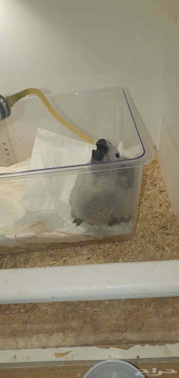 فروخ كاسكو ماشالله تبارك اهلهم كنقو فواتح المدينة المنورة 2