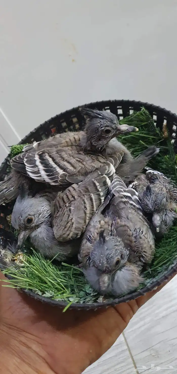 خلخليت اليف واجواز منتجه 4