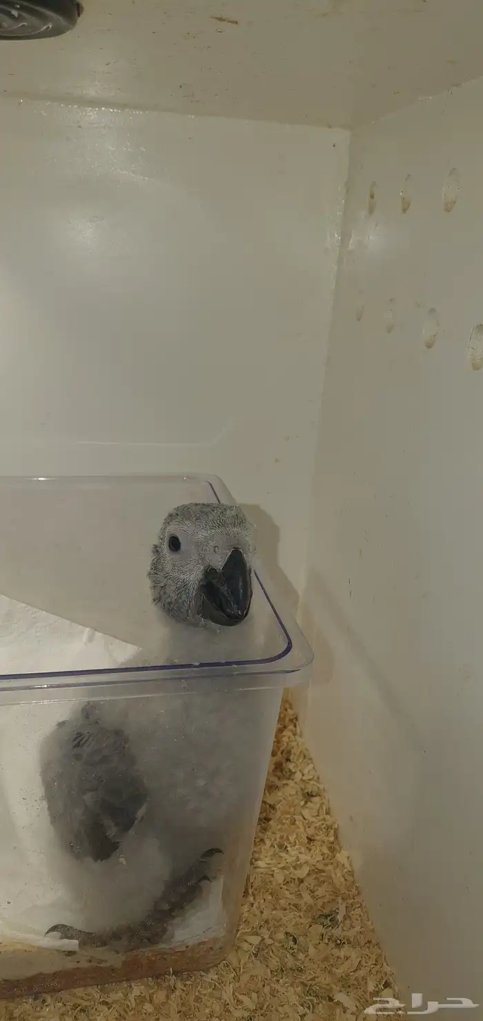 فروخ كاسكو ماشالله تبارك اهلهم كنقو فواتح المدينة المنورة 4