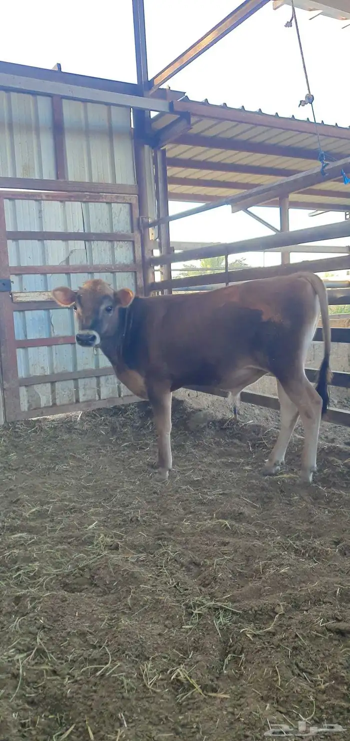 ثور جيرسي انجليزي بيور بقر 13