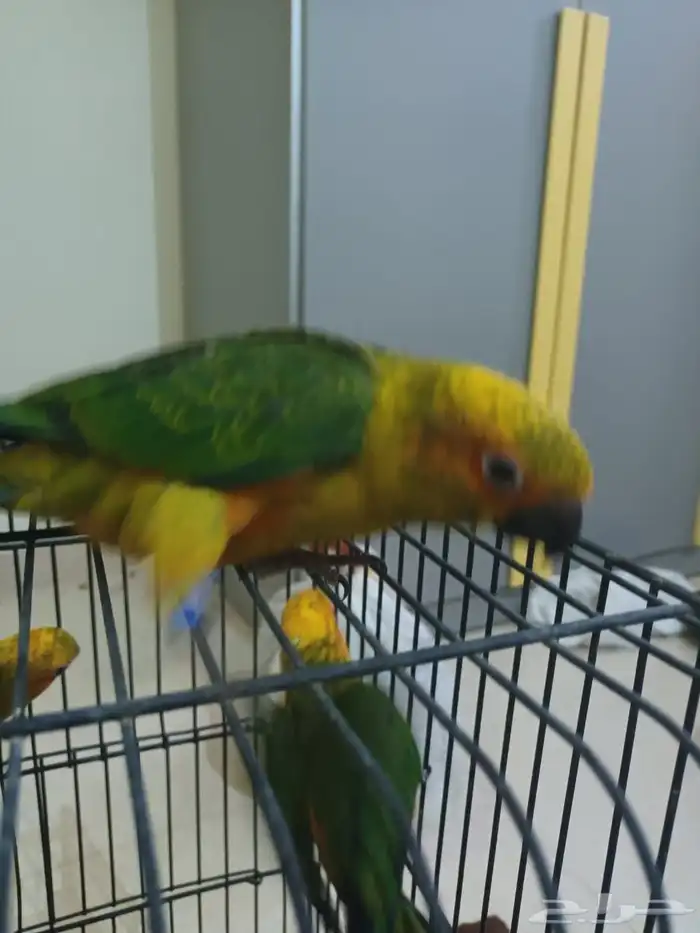 صن كنيور فرخ 1