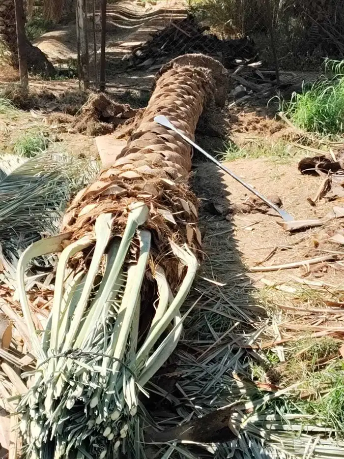 يوجد لدينا جميع انواع النخل من المتر الى 7 متر متوفر 2