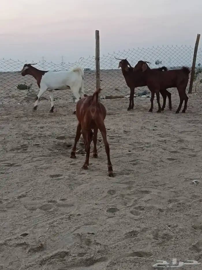 4 جفار جذعات فرش الفحل جروم ب 1500 ريال للراس نهائي 4