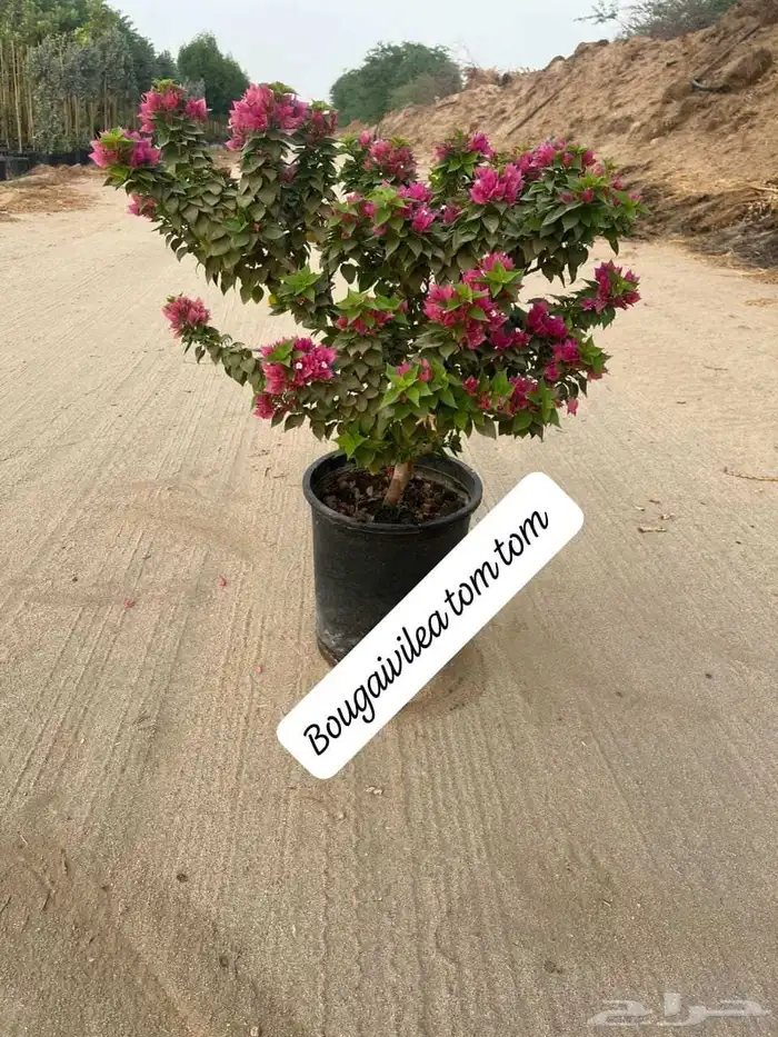 تنسيق حدائق بالرياض طبيعي وصناعي وتركيب شبكات الري 8