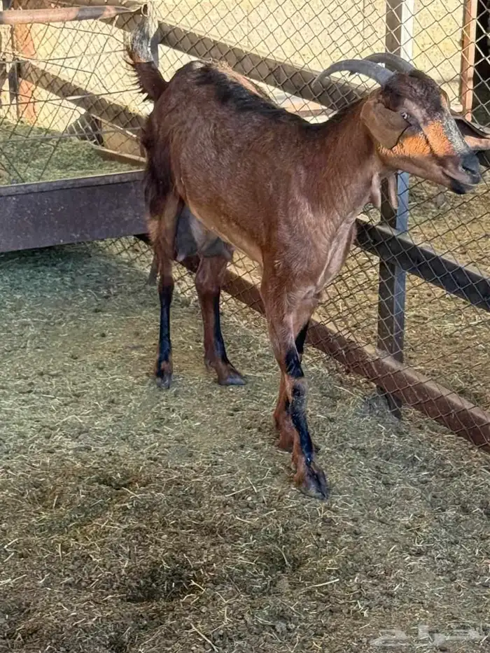 ماعز جنوبيات 0