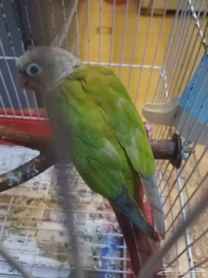 ببغاء كنيور 0