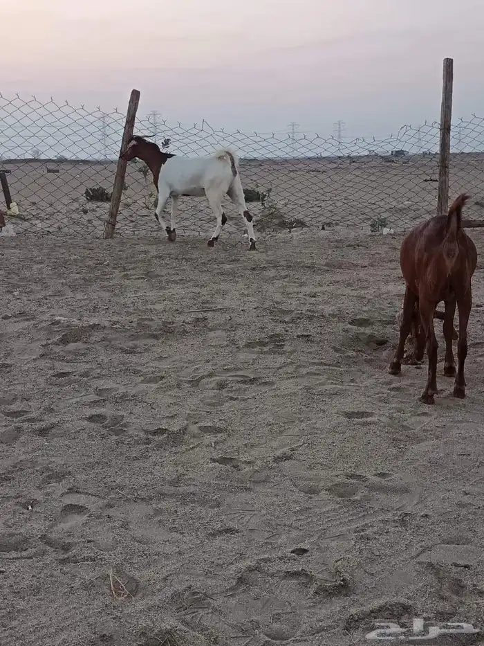 4 جفار جذعات فرش الفحل جروم ب 1500 ريال للراس نهائي 5