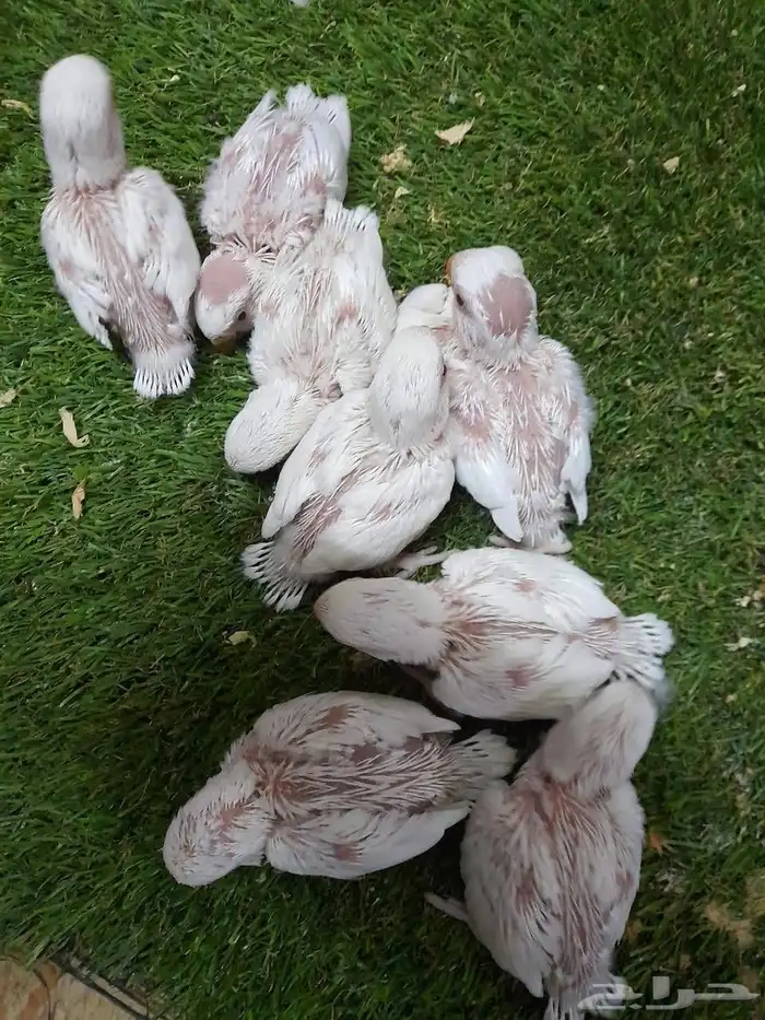 روز فروخ روز البينو غر 0