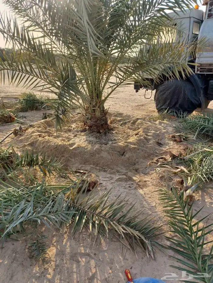 مقاول نخل عربي ونخل واشنطنيا مع اعماله قلع غرس تكريب وتحويض 19