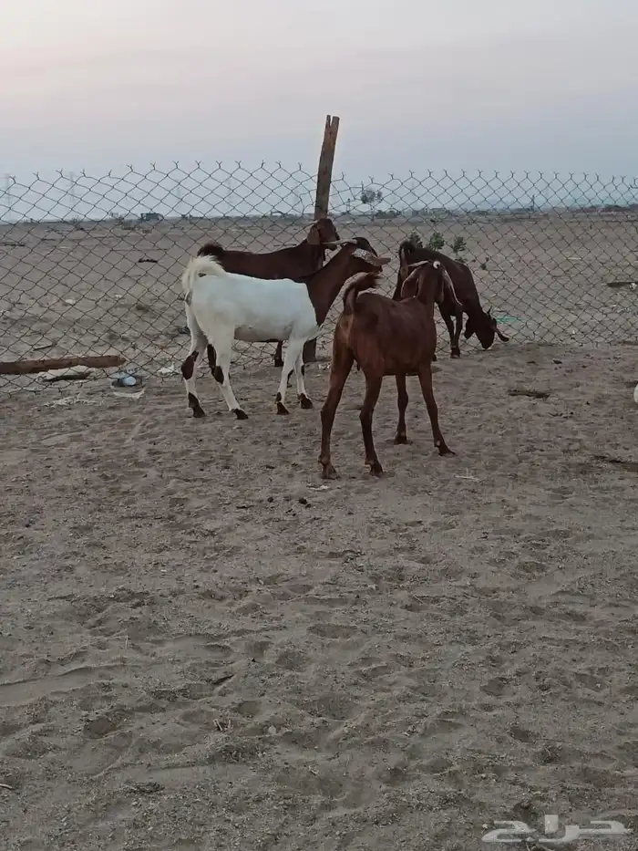 4 جفار جذعات فرش الفحل جروم ب 1500 ريال للراس نهائي 9