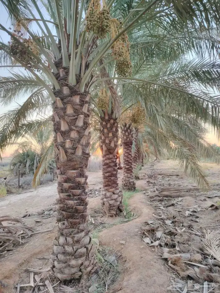 يوجد لدينا نخل عربي وشنطني 1