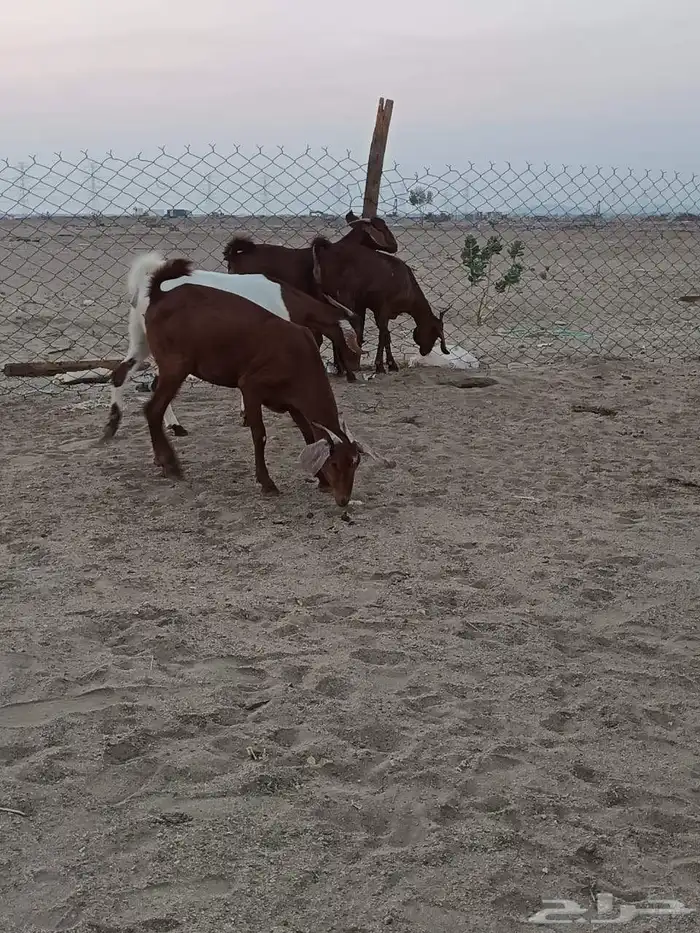 4 جفار جذعات فرش الفحل جروم ب 1500 ريال للراس نهائي 8