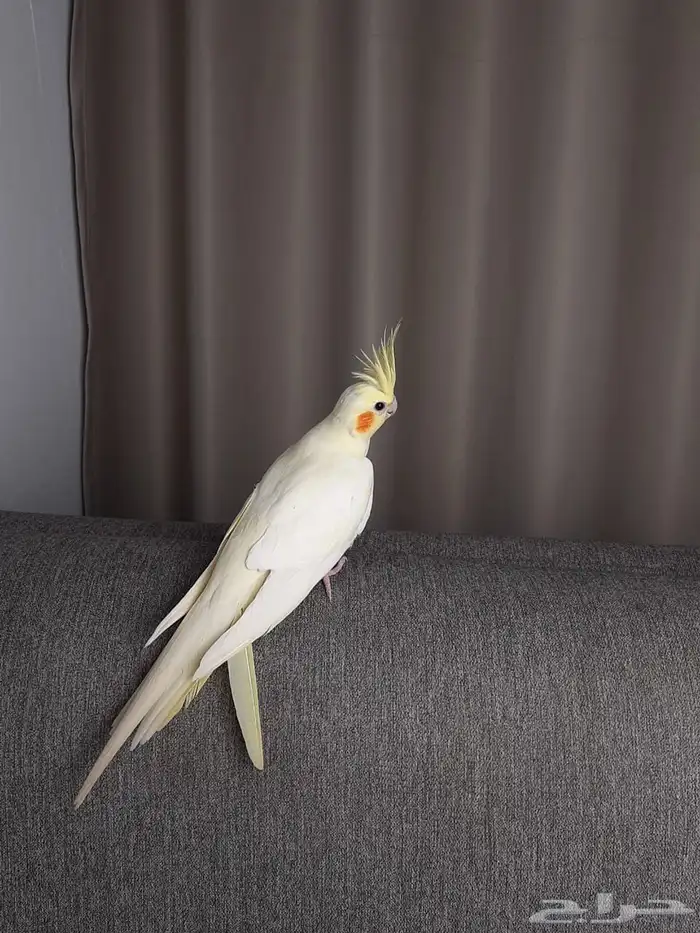 كروان لاتينو و وايت فيس 1