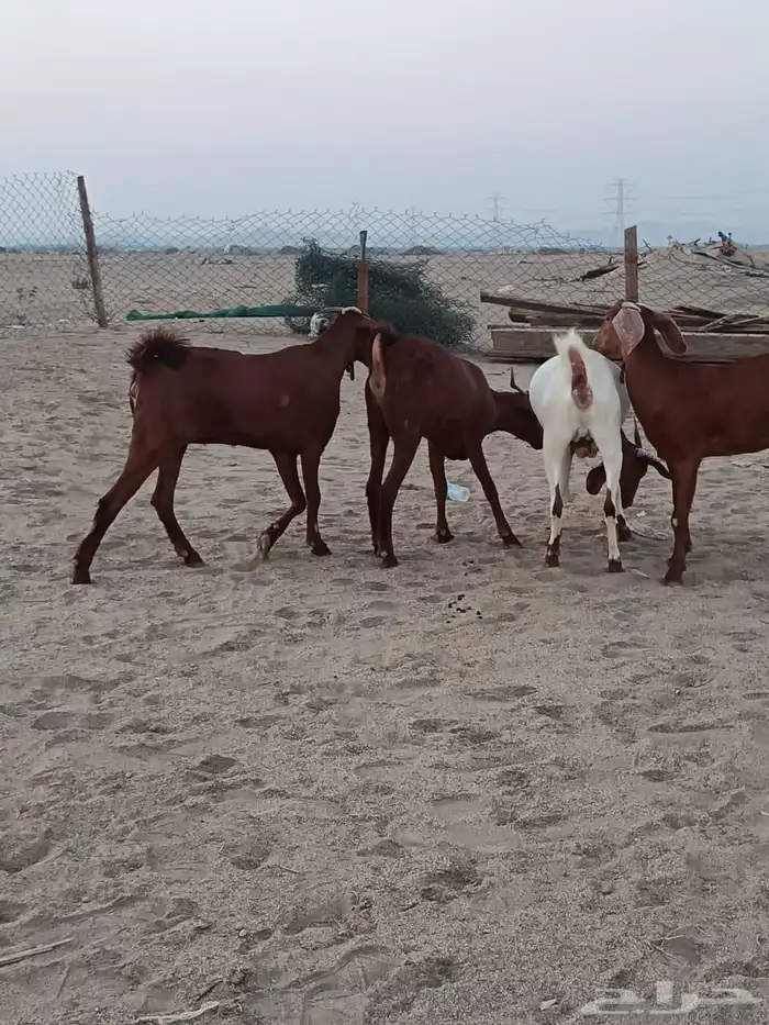 4 جفار جذعات فرش الفحل جروم ب 1500 ريال للراس نهائي 2