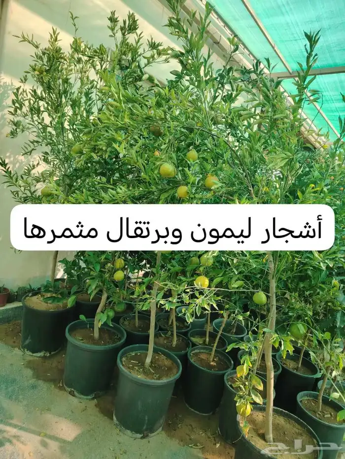 جميع أنحاء المملكة العربية السعودية اتوصل 2