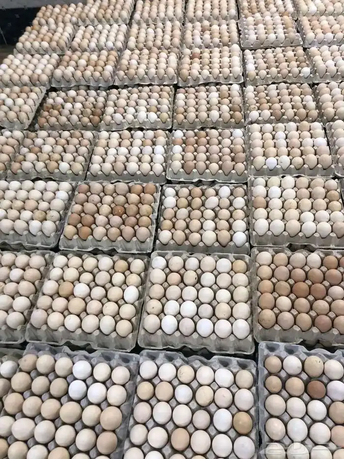 فنى تربية دواجن   روس 308وجميع أنواع الطيور 3