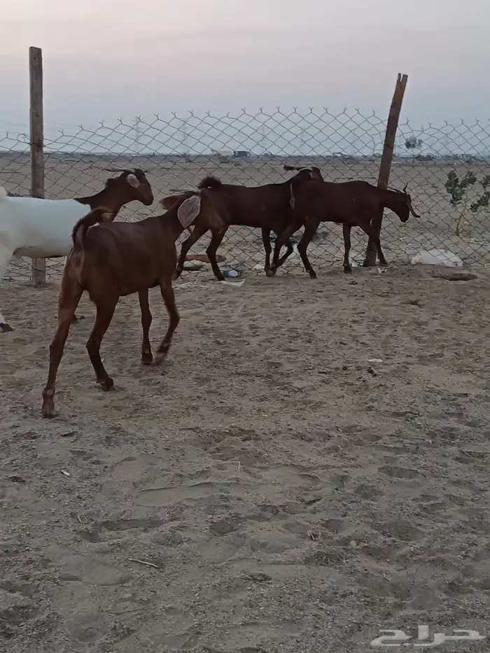 4 جفار جذعات فرش الفحل جروم ب 1500 ريال للراس نهائي 7