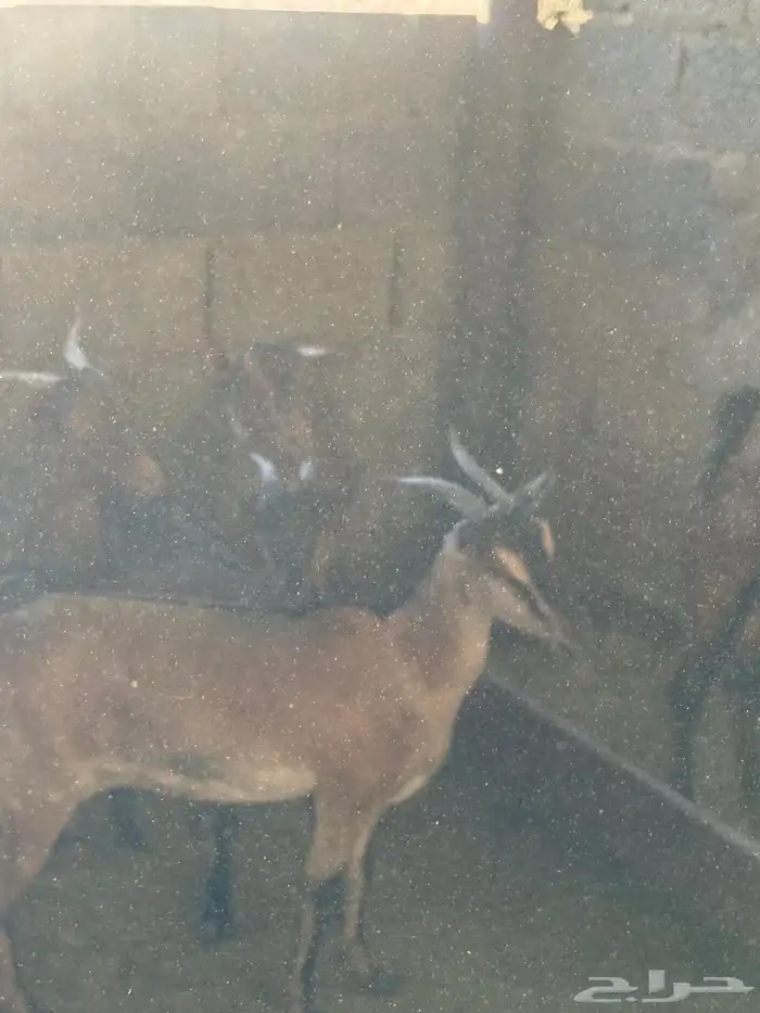 ماعز جنوبيات 3