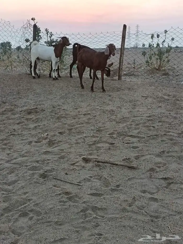 4 جفار جذعات فرش الفحل جروم ب 1500 ريال للراس نهائي 0