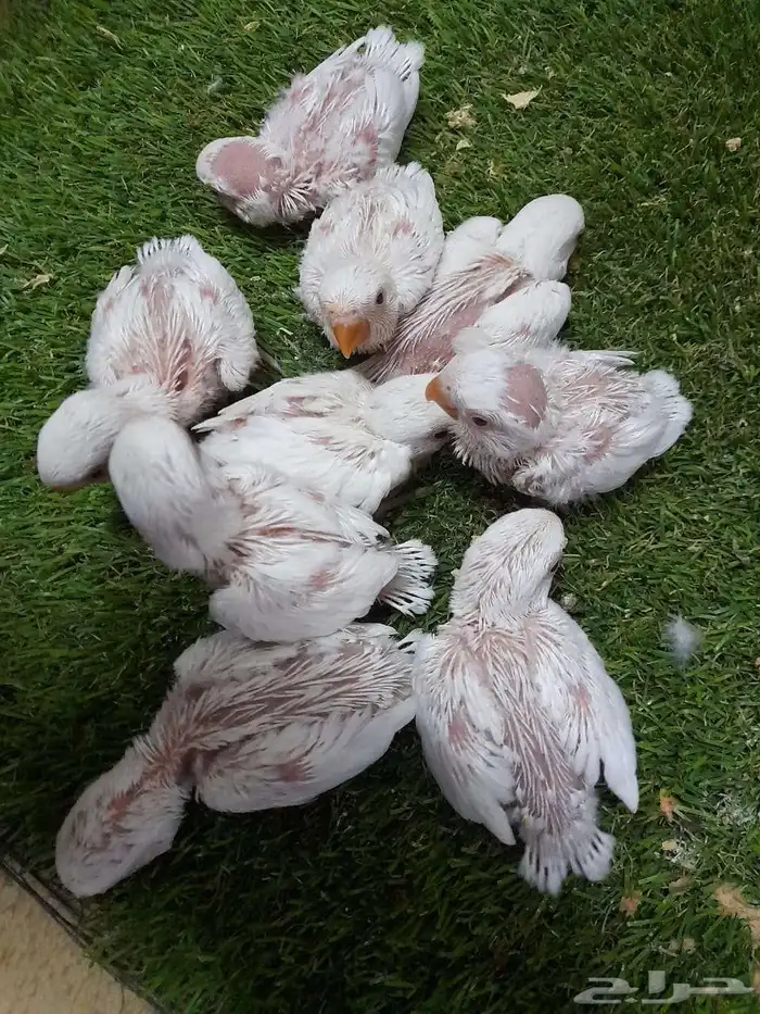 روز فروخ روز البينو غر 6