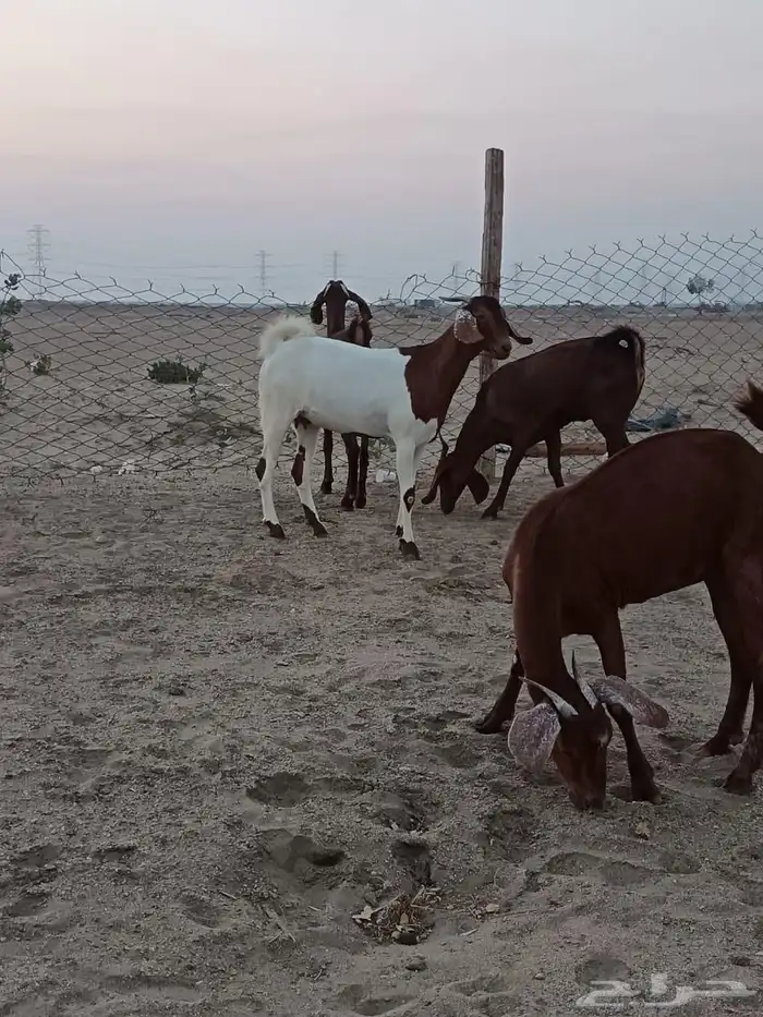 4 جفار جذعات فرش الفحل جروم ب 1500 ريال للراس نهائي 6