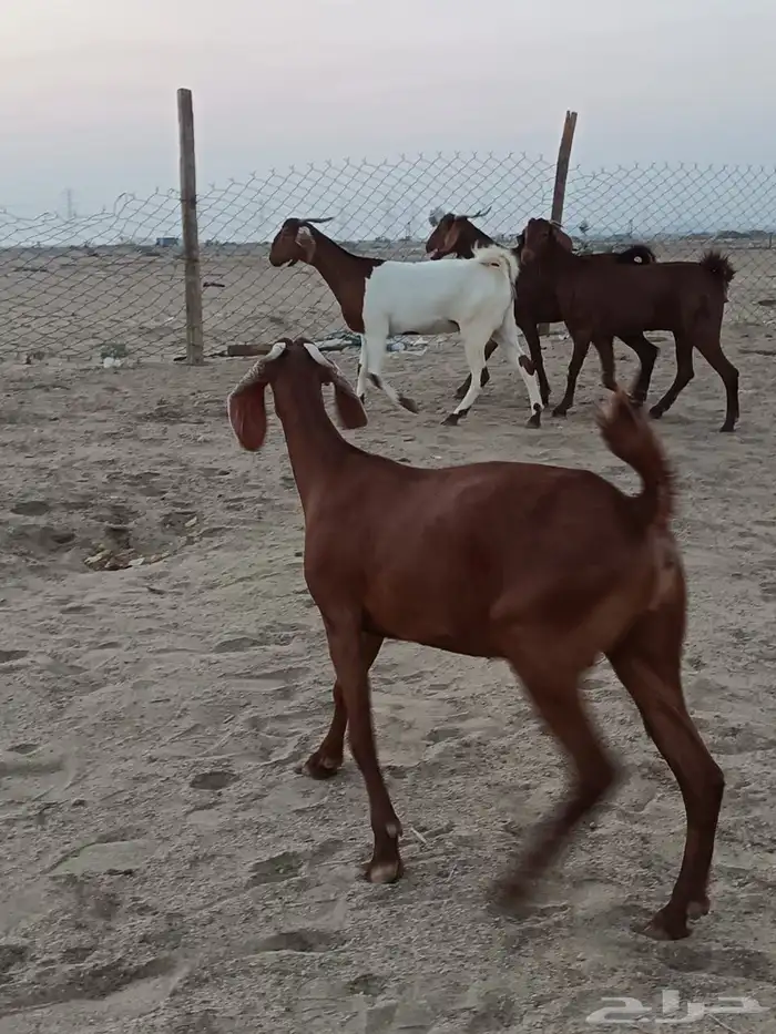 4 جفار جذعات فرش الفحل جروم ب 1500 ريال للراس نهائي 3