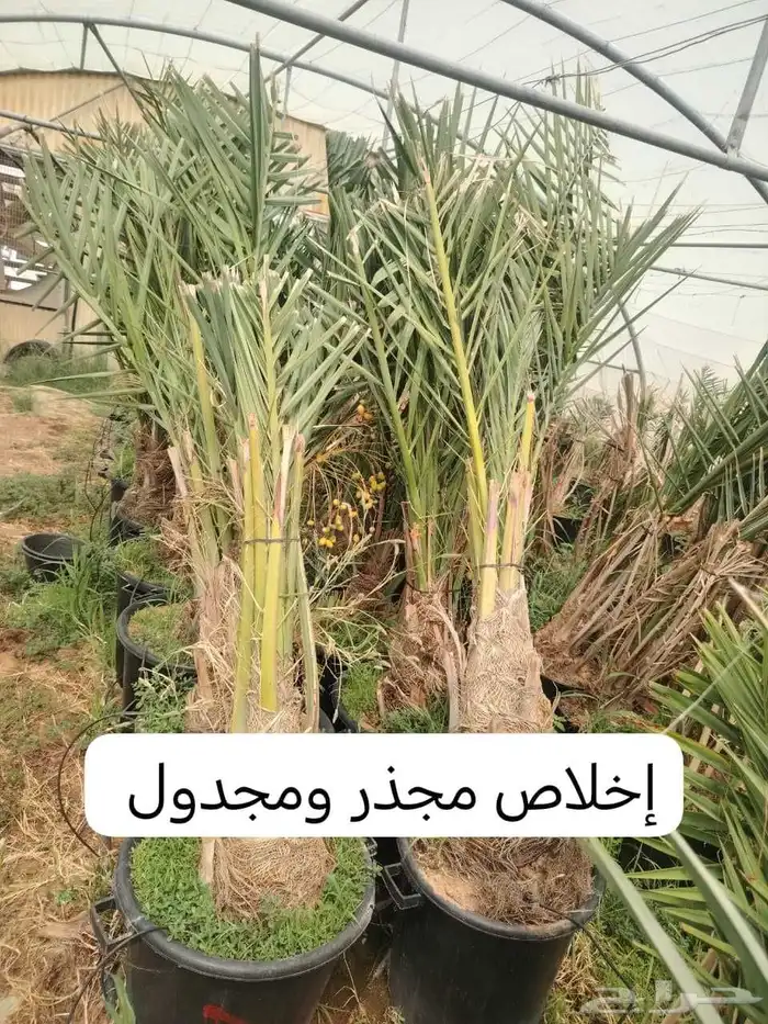 جميع أنحاء المملكة العربية السعودية اتوصل 0