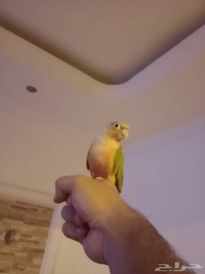 ببغاء كنيور 2