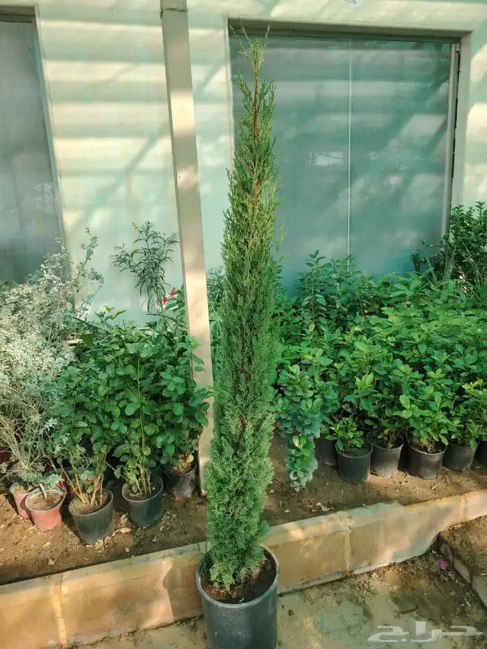 جميع أنحاء المملكة العربية السعودية اتوصل 3