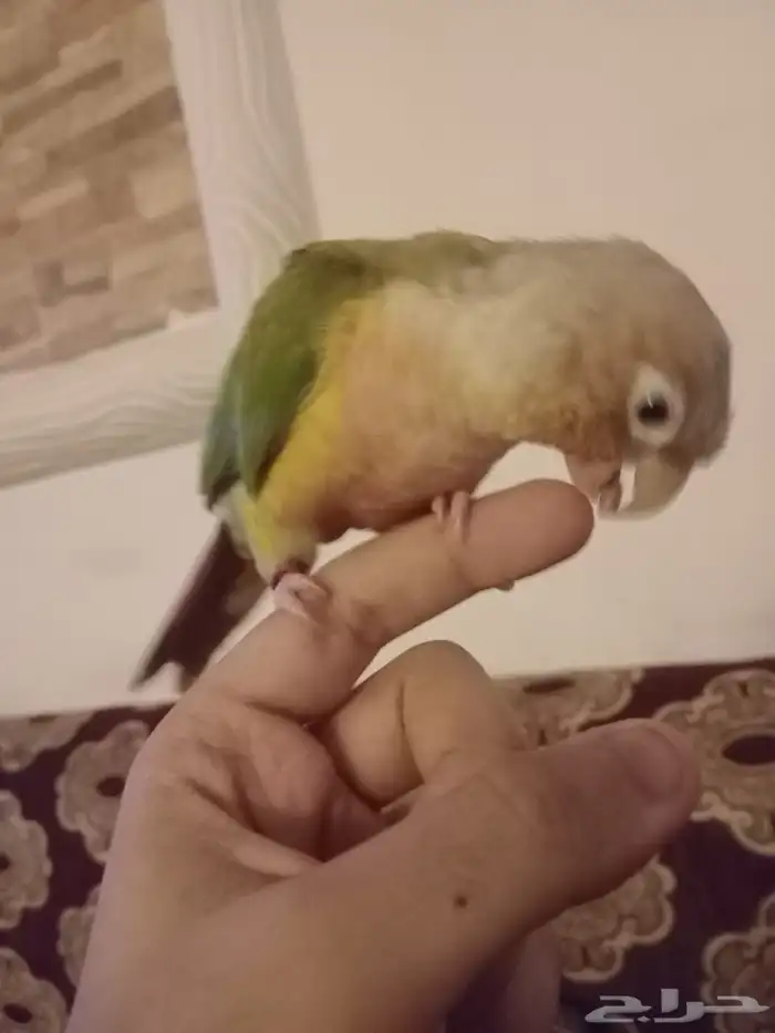 ببغاء كنيور 1