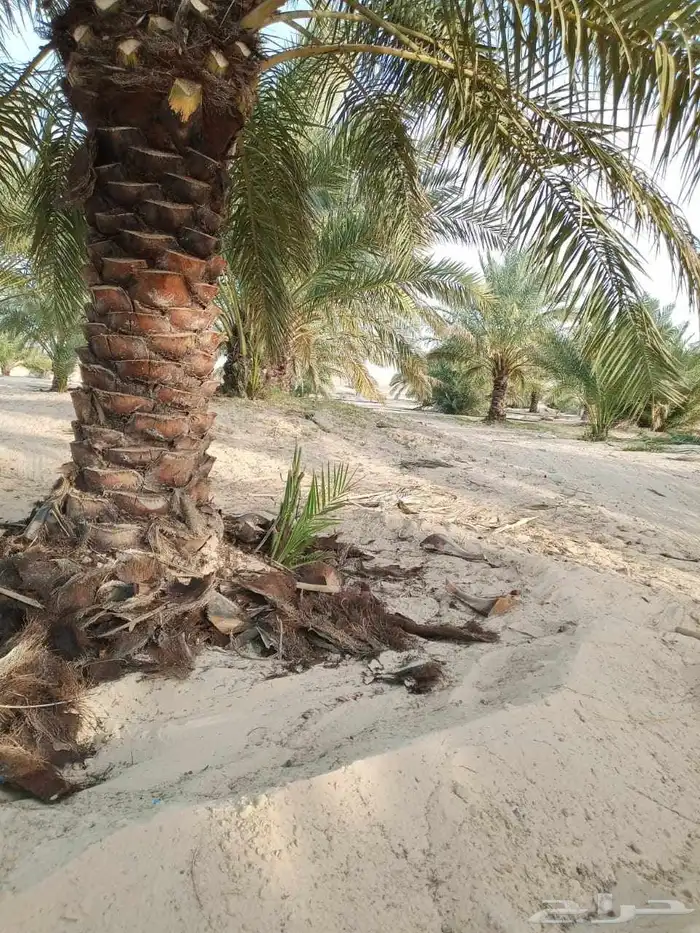 مقاول نخل عربي ونخل واشنطنيا مع اعماله قلع غرس تكريب وتحويض 17