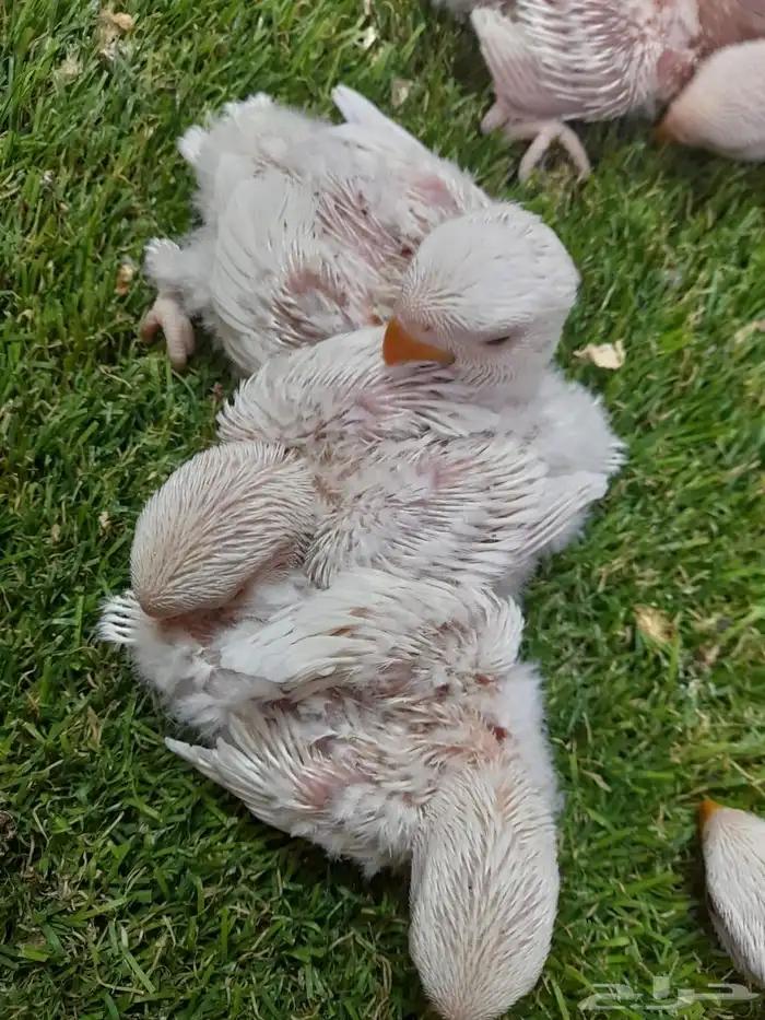 روز فروخ روز البينو غر 8